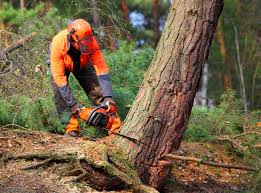 Best Stump Grinding and Removal  in Snoqualmie, WA